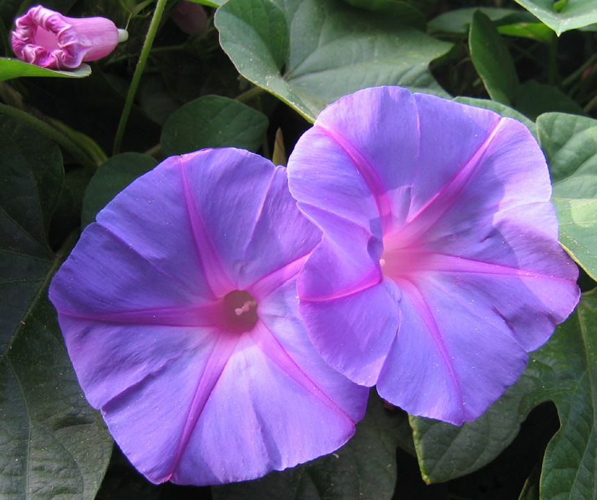 Two Melbourne morning glories