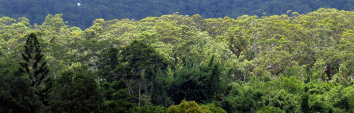 Tropical rainforest in the sun