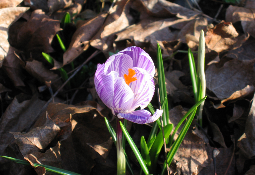 Illuminated crocus