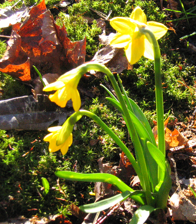 Illuminated Daffodil