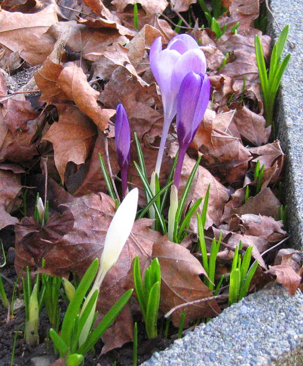 Crocus and white proto-flower Crocus and white proto-flower