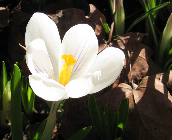 White crocus, closeup