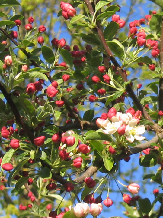 Flowering tree bursting into bloom