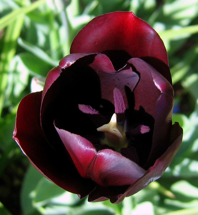 Interior shot of a violet tulip