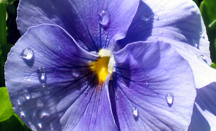 Pansy sweat Pansy sweat
