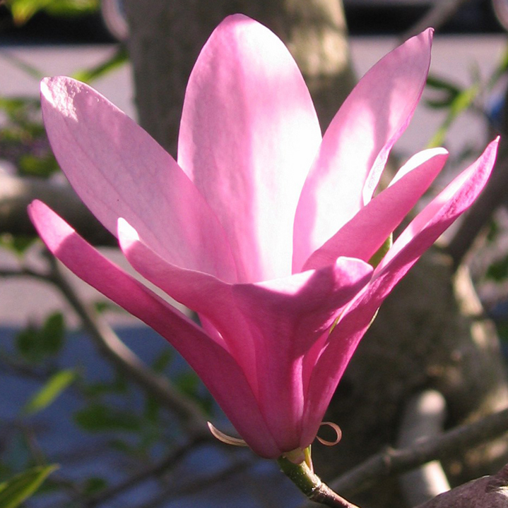 Sunlit magnolia blossom