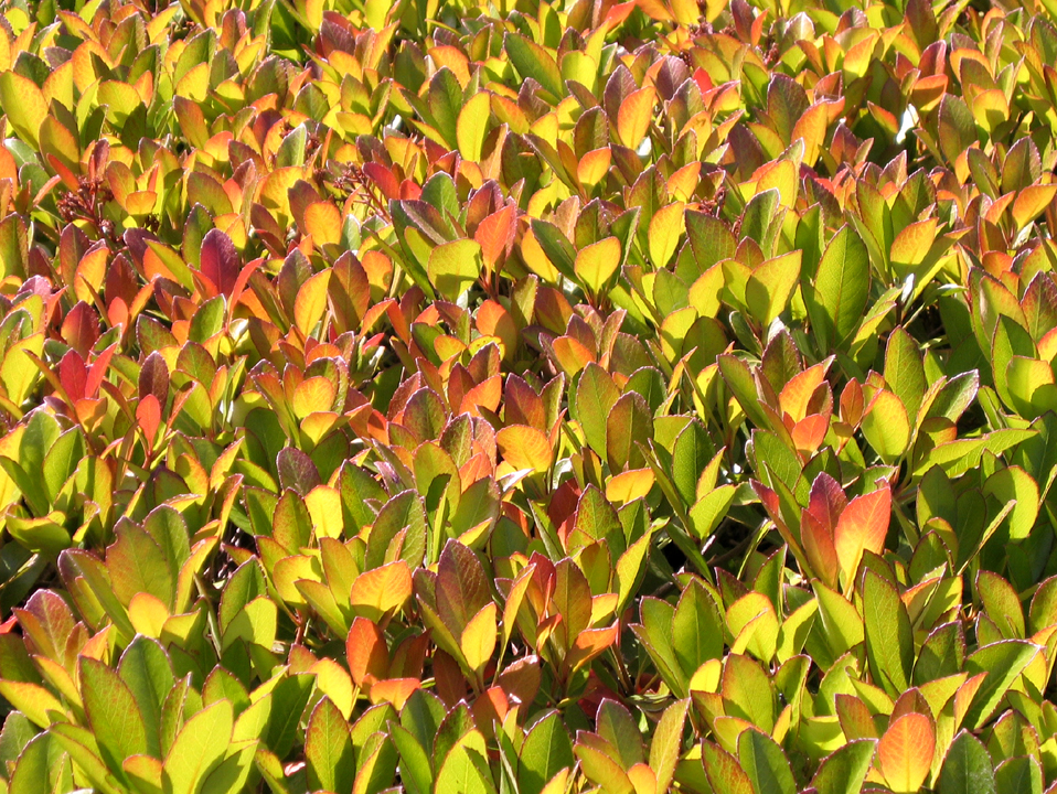 Californian leaves