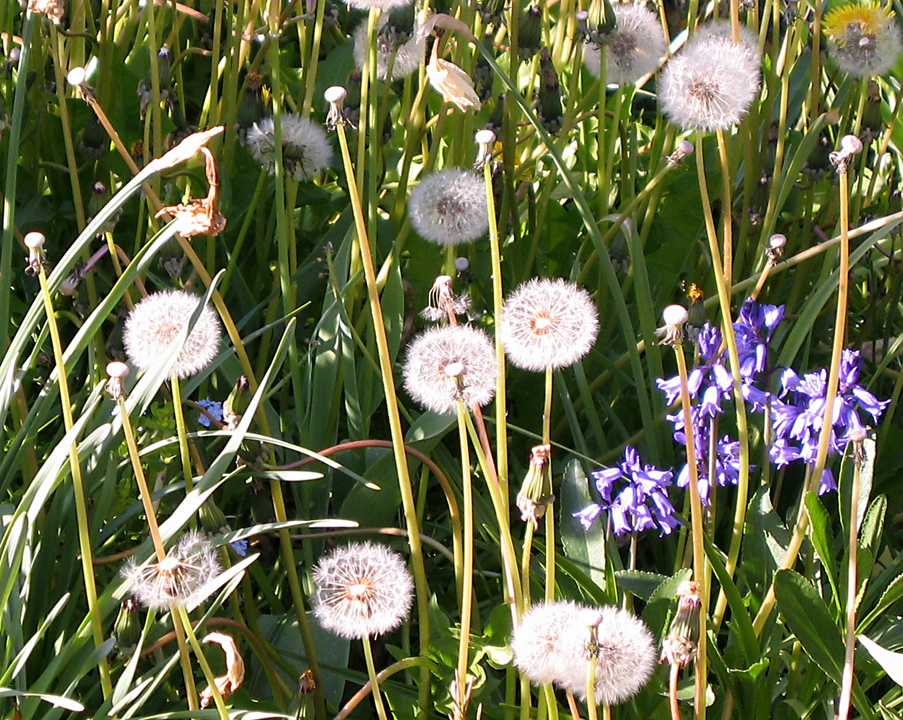 Dandelions