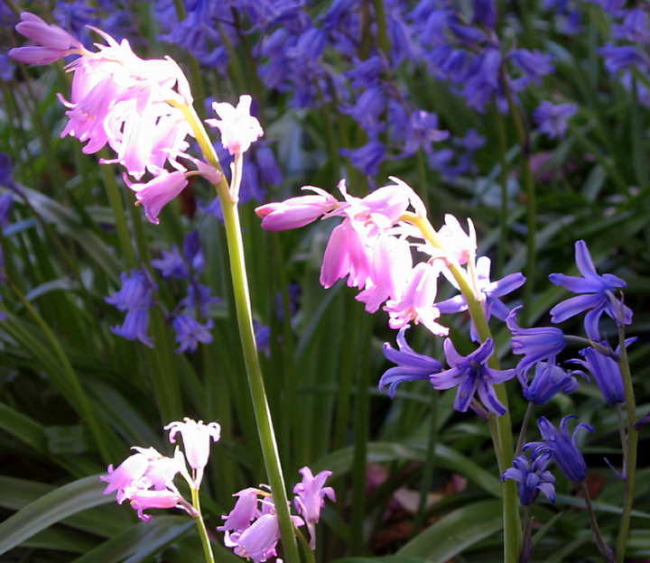 Siberian Scilla