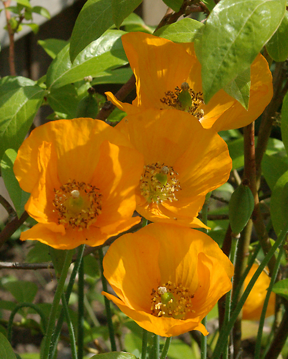 Some poppies