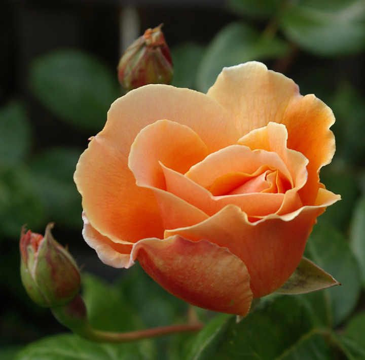 Royal Sunset rose blossom, mostly unopened