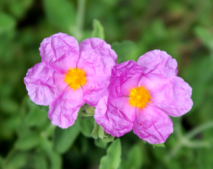 Two crumpled pink flowers arm in arm