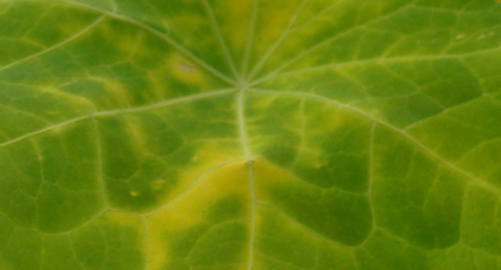 Nasturtium leaves, detail