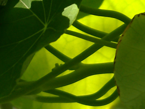 Nasturtium leaves, detail