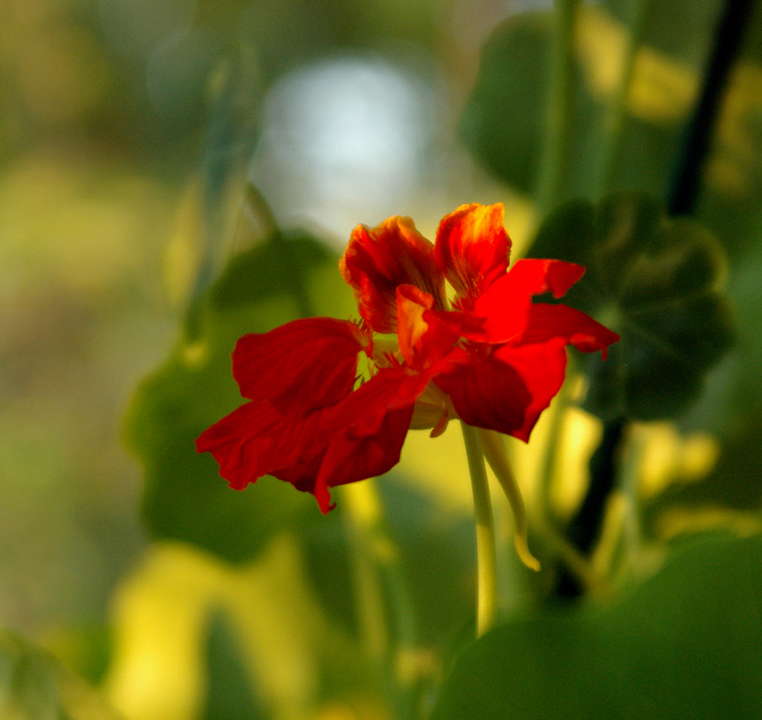 Nasturtium blossom