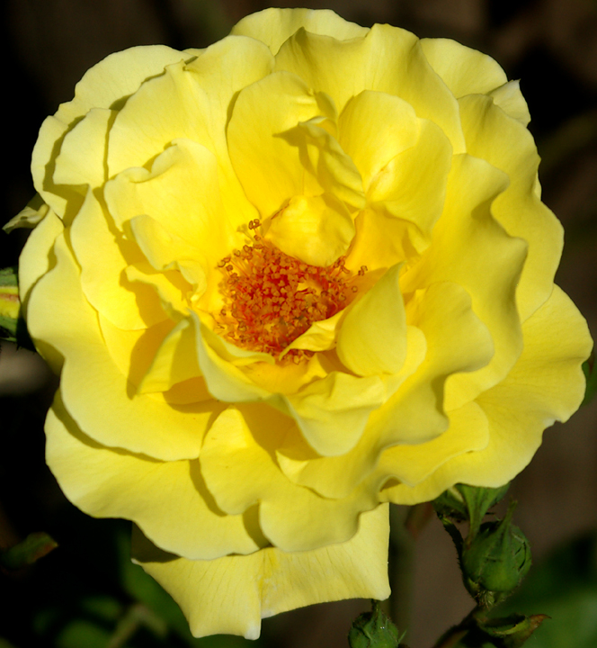 Golden Sparkles rose