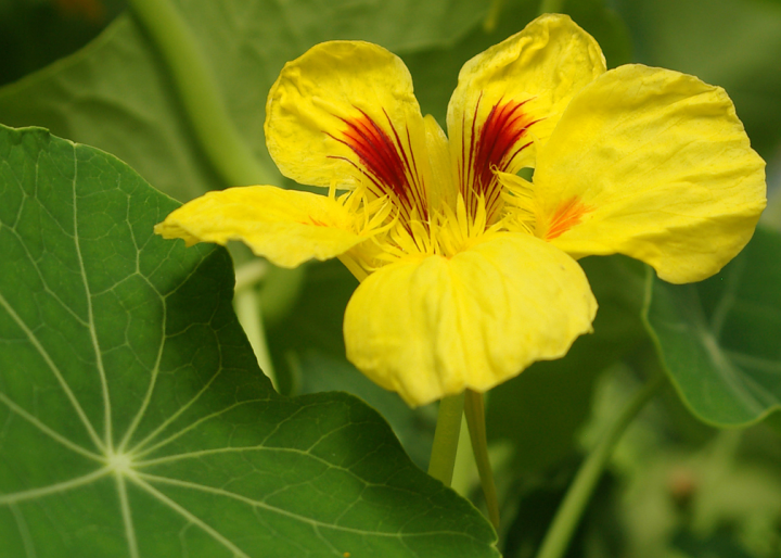 Nasturtium blossom