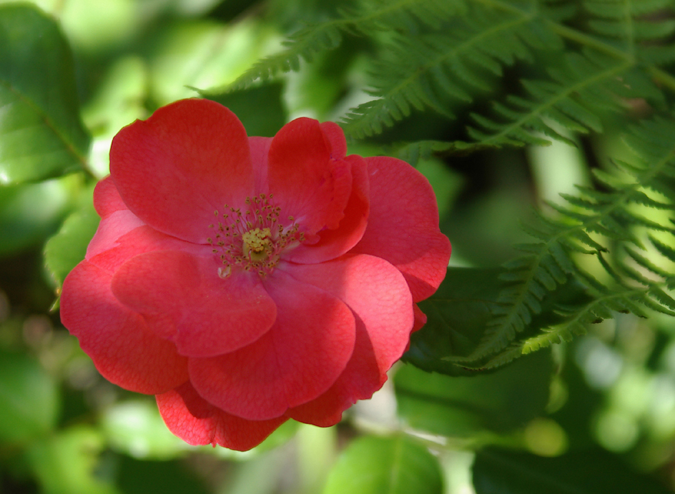 Old rose blossom in shade