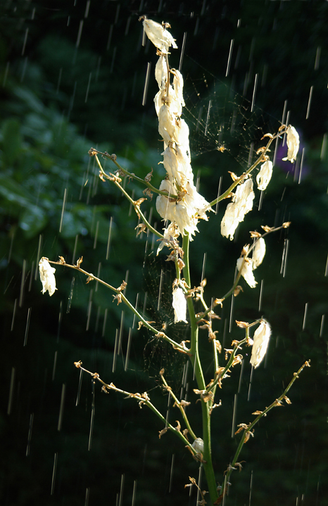 Dead Yucca flowers in sun, with sprinkler spray