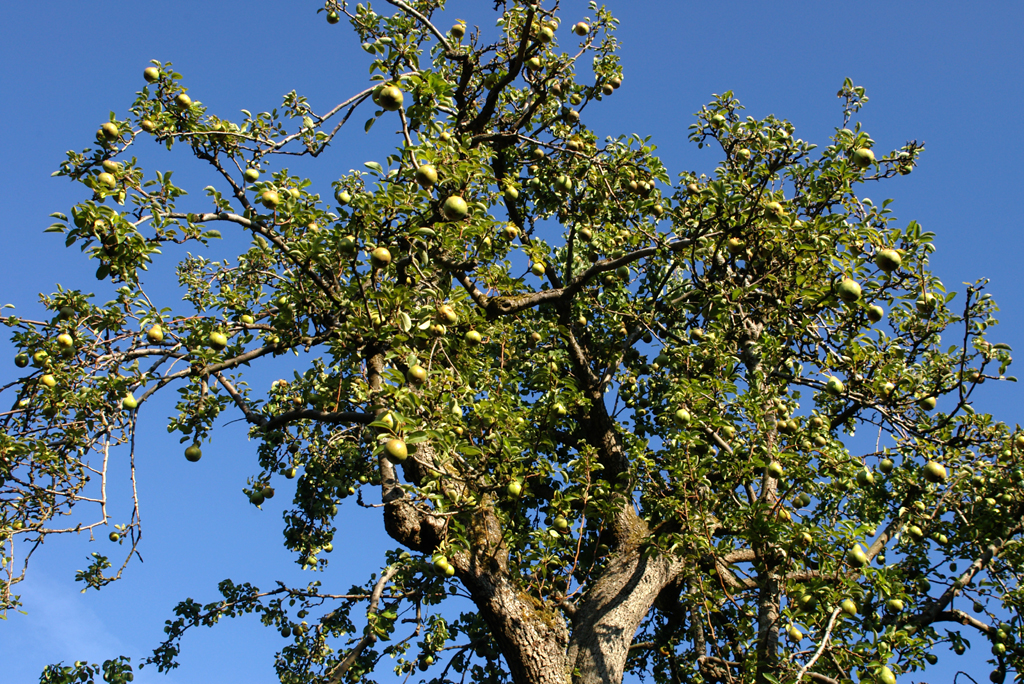Pear tree, heavily laden