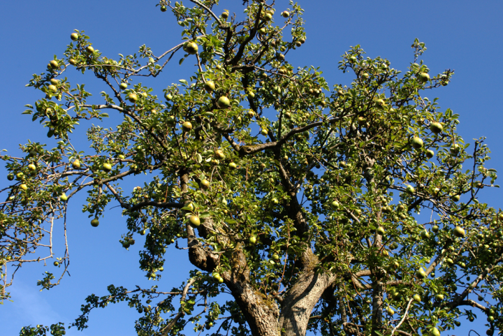 Pear tree, heavily laden Pear tree, heavily laden