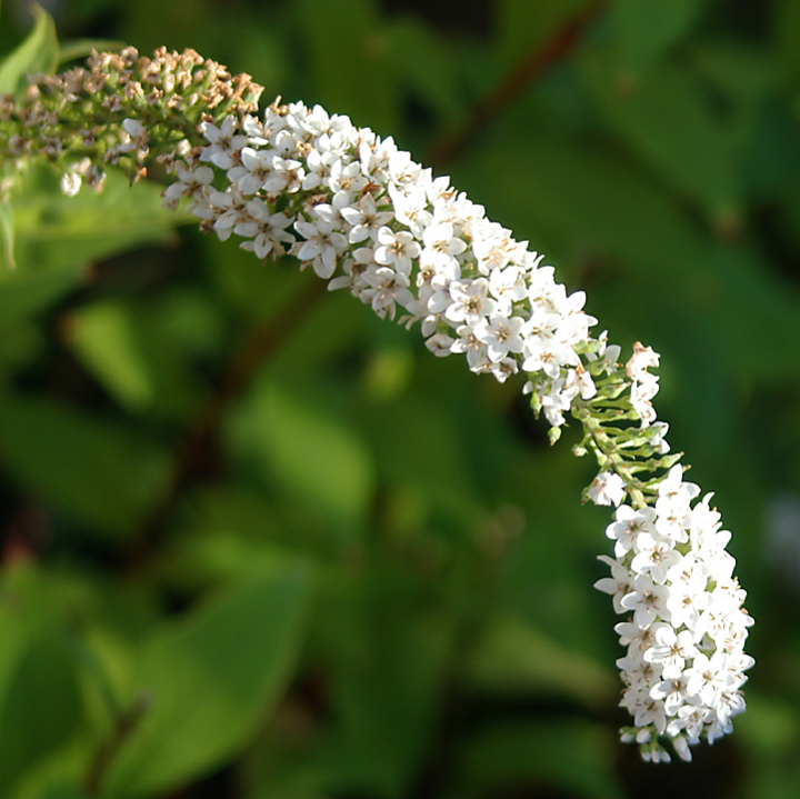 Gooseneck Loosestrife Gooseneck Loosestrife