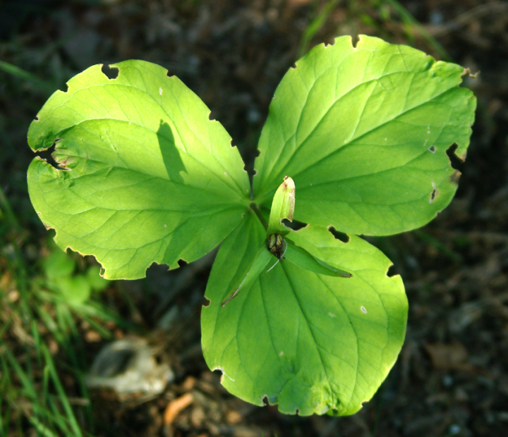 Bedraggled trillium