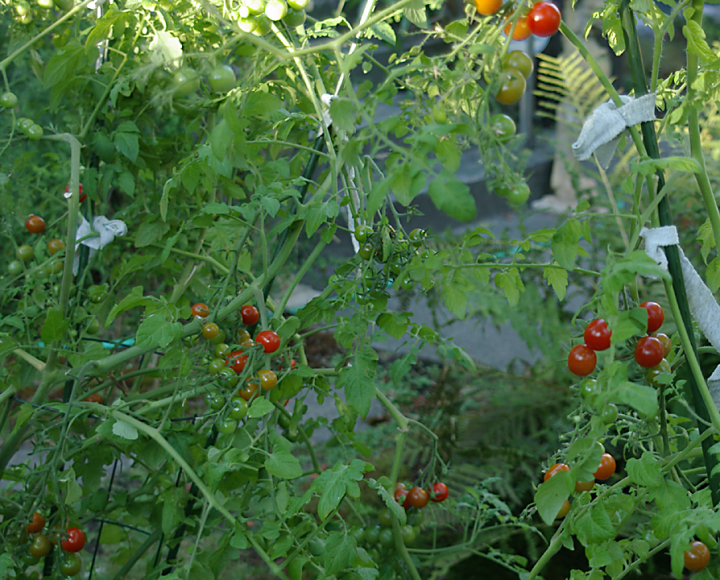 Cherry tomatoes