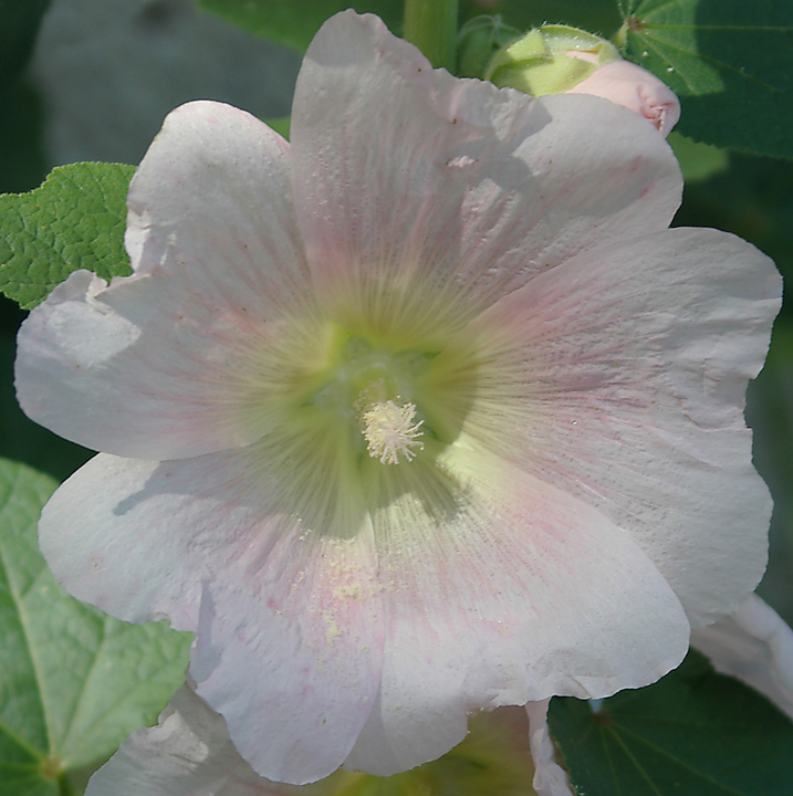 Hollyhock blossom