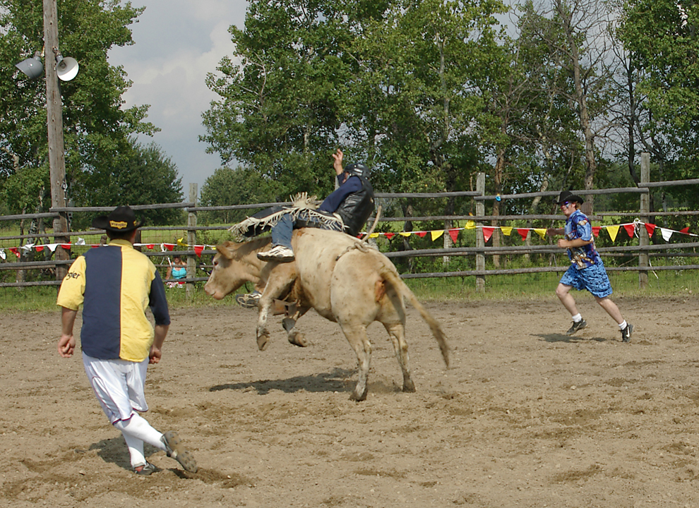 Cowboy on bucking cow