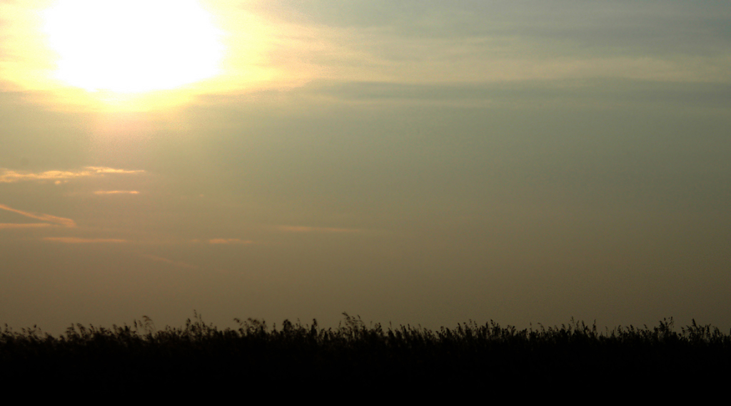 Saskatchewan prairie grass (close-up)