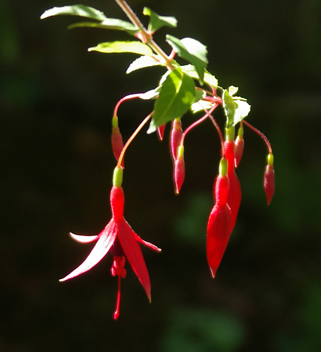 Fuschia blossoms in sunshine.