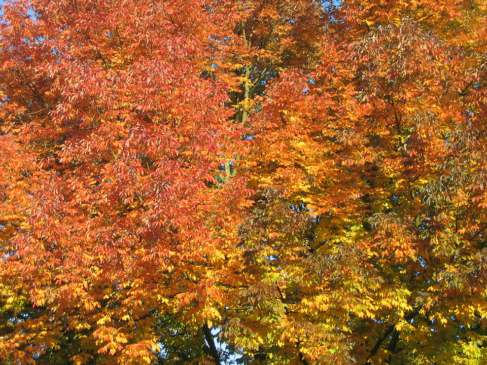 Autumn leaves in Vancouver