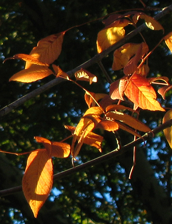 Sunlit autumn leaves