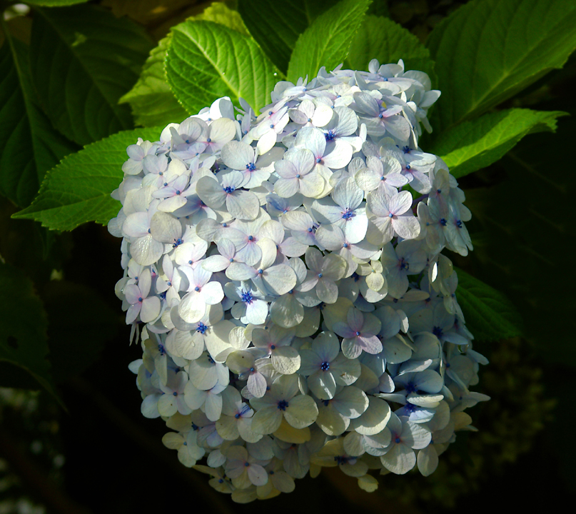 Blue hydrangea blossom in October