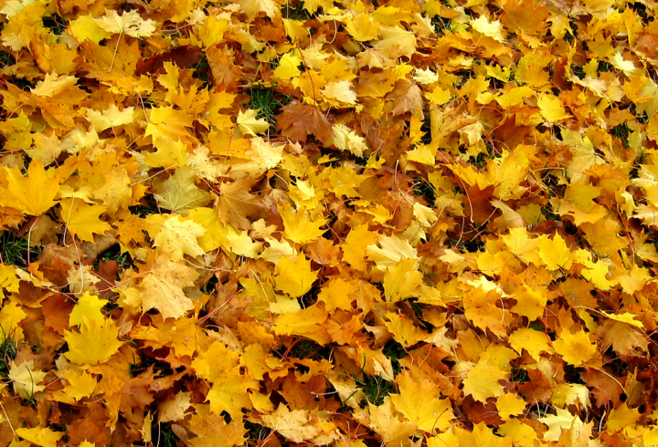 Mostly-yellow autumn leaves on the ground