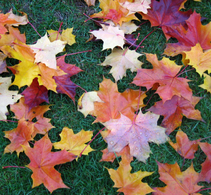 Bright autumn leaves on green grass in dull light