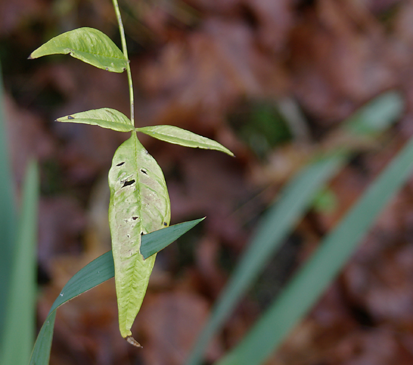 Dark leaf pierces pale leaf