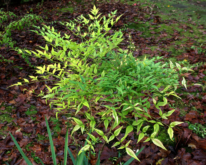 Heavenly bamboo (nandina domestica)