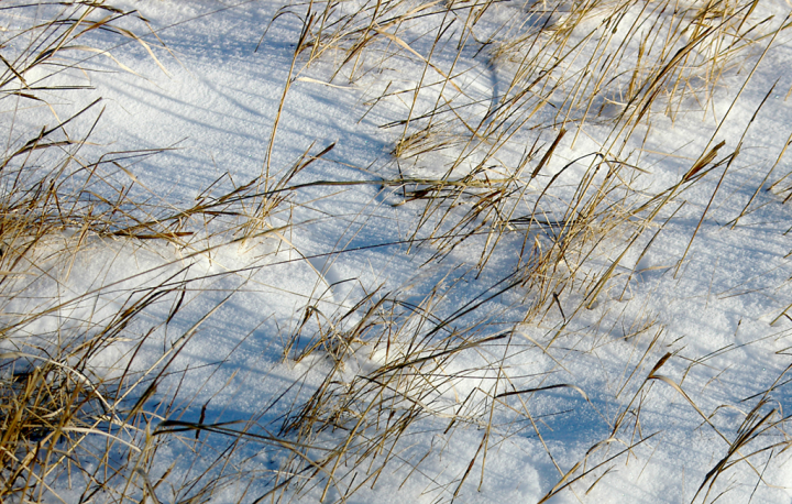 Saskatchewan snow, with plants