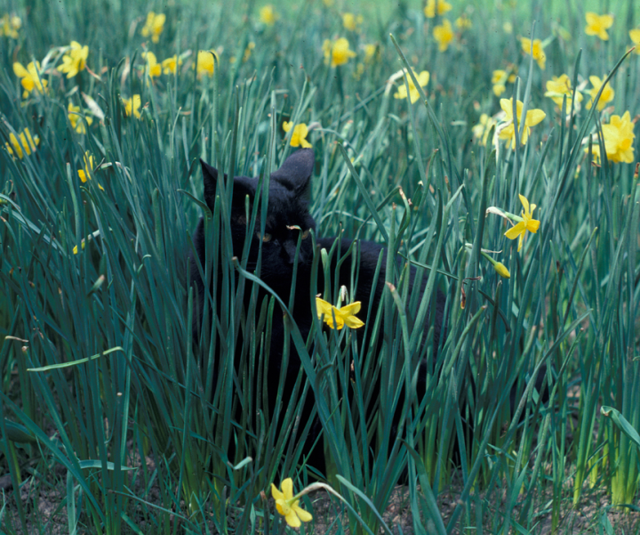 Black long-haired cat with yellow daffodils