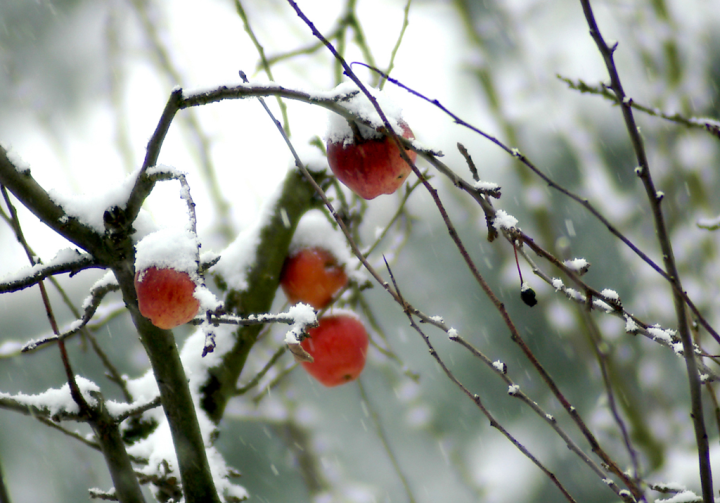 Fresh snow falling on apples in the tree