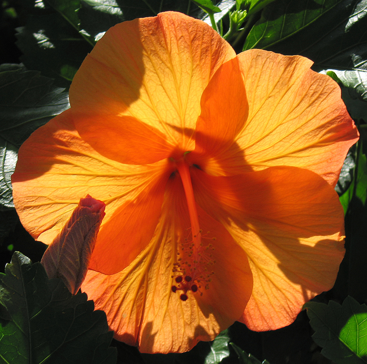 Hibiscus blossom in sunlight