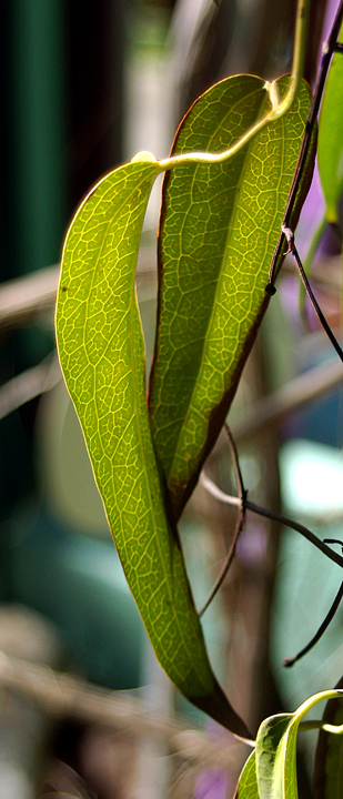 Clematis leaves in spring sunshine.