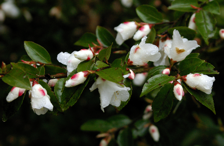 Japanese camellia blossoms with raindrops