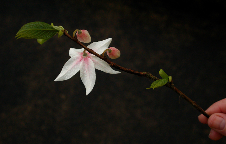 Melliodendron Xylocarpum