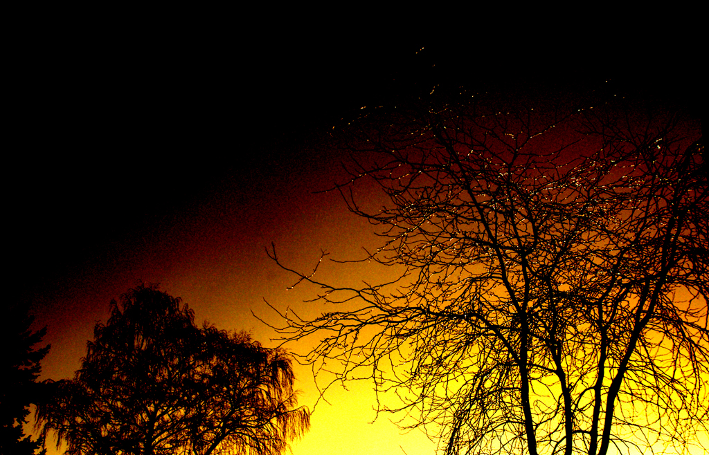 Photoshopped tree in the sunset