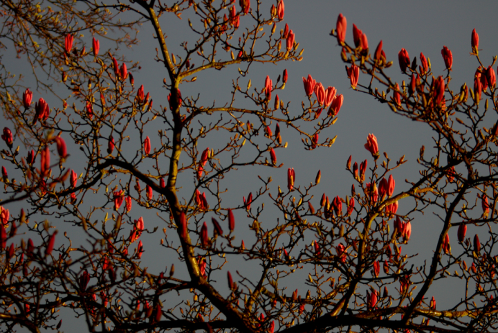 Magnolia blossoms against dark clouds