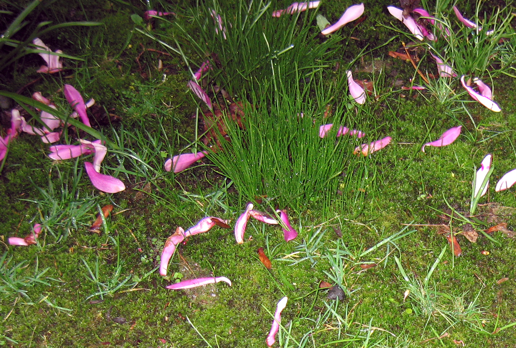 Fallen magnolia petals