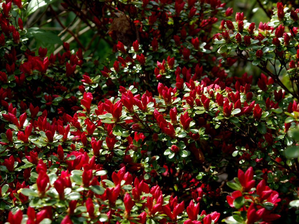 Sunlit azalea buds